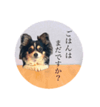 ちわわんこオレオ（個別スタンプ：5）