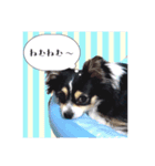 ちわわんこオレオ（個別スタンプ：6）