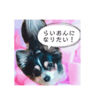 ちわわんこオレオ（個別スタンプ：8）