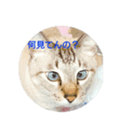 あぼの気持ちスタンプ1（個別スタンプ：1）