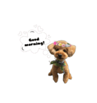 愛犬COCO＆LaLa*°（個別スタンプ：2）