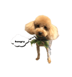 愛犬COCO＆LaLa*°（個別スタンプ：3）