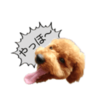 愛犬COCO＆LaLa*°（個別スタンプ：4）