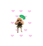 愛犬COCO＆LaLa*°（個別スタンプ：5）