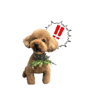 愛犬COCO＆LaLa*°（個別スタンプ：6）