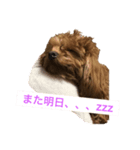 チワプーのはる（個別スタンプ：4）