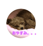 チワプーのはる（個別スタンプ：6）