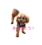チワプーのはる（個別スタンプ：7）