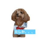 チワプーのはる（個別スタンプ：8）