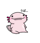 ウーパールーパーのうぱお（個別スタンプ：1）