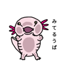ウーパールーパーのうぱお（個別スタンプ：5）