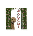 アーチ君（個別スタンプ：5）