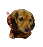 僕はレオン！かまってくれよー！（個別スタンプ：2）