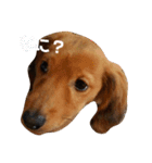 僕はレオン！かまってくれよー！（個別スタンプ：7）