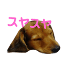 僕はレオン！かまってくれよー！（個別スタンプ：8）