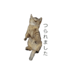 イケメンマサムネちゃん(猫)2（個別スタンプ：2）