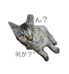 イケメンマサムネちゃん(猫)2（個別スタンプ：3）