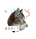 イケメンマサムネちゃん(猫)2（個別スタンプ：6）