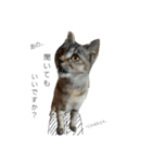 イケメンマサムネちゃん(猫)2（個別スタンプ：7）