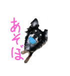 チワワスタンプ(おかかver)（個別スタンプ：2）