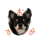 チワワスタンプ(おかかver)（個別スタンプ：3）
