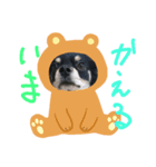 チワワスタンプ(おかかver)（個別スタンプ：6）