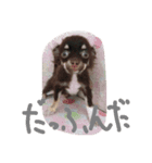チワワスタンプ(おかかver)（個別スタンプ：8）