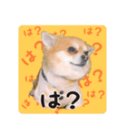 やっぱりココ（個別スタンプ：7）