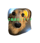 宮崎家のももちゃん（個別スタンプ：4）