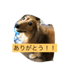 宮崎家のももちゃん（個別スタンプ：8）