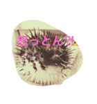 サカナやで（個別スタンプ：1）