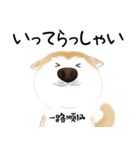 かわいい柴犬4(中国語付き)（個別スタンプ：17）