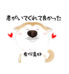 かわいい柴犬4(中国語付き)（個別スタンプ：18）