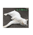 道で出会った皆様方  ❶（個別スタンプ：1）