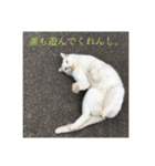 道で出会った皆様方  ❶（個別スタンプ：5）