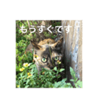 道で出会った皆様方  ❶（個別スタンプ：6）