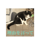 道で出会った皆様方  ❶（個別スタンプ：7）
