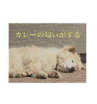 道で出会った皆様方  ❶（個別スタンプ：8）