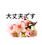 暮らしに花を♪桜(敬語)（個別スタンプ：3）