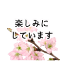 暮らしに花を♪桜(敬語)（個別スタンプ：5）