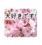 暮らしに花を♪桜(敬語)（個別スタンプ：6）