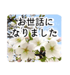 暮らしに花を♪桜(敬語)（個別スタンプ：7）