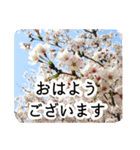 暮らしに花を♪桜(敬語)（個別スタンプ：10）