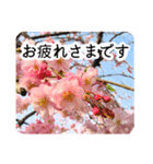 暮らしに花を♪桜(敬語)（個別スタンプ：11）