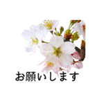 暮らしに花を♪桜(敬語)（個別スタンプ：12）