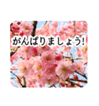 暮らしに花を♪桜(敬語)（個別スタンプ：13）