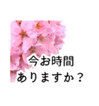 暮らしに花を♪桜(敬語)（個別スタンプ：15）