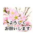 暮らしに花を♪桜(敬語)（個別スタンプ：16）