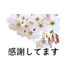 暮らしに花を♪桜(敬語)（個別スタンプ：18）