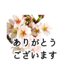 暮らしに花を♪桜(敬語)（個別スタンプ：21）